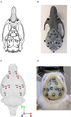 Electrical Source Imaging in Freely Moving Rats: Evaluation of a 12-Electrode Cortical Electroencephalography System
